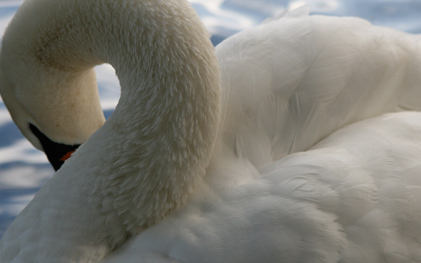 Ein Schwan in der Villa Borghese