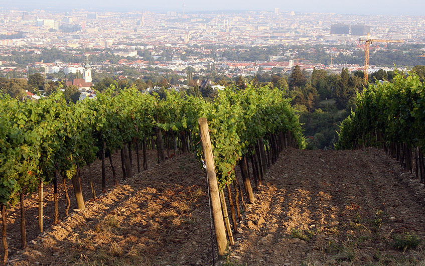 Blick über Wein und Wien