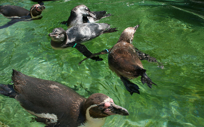 Pinguin, was machst du denn hier - Ich steh schon drei Stunden hier.