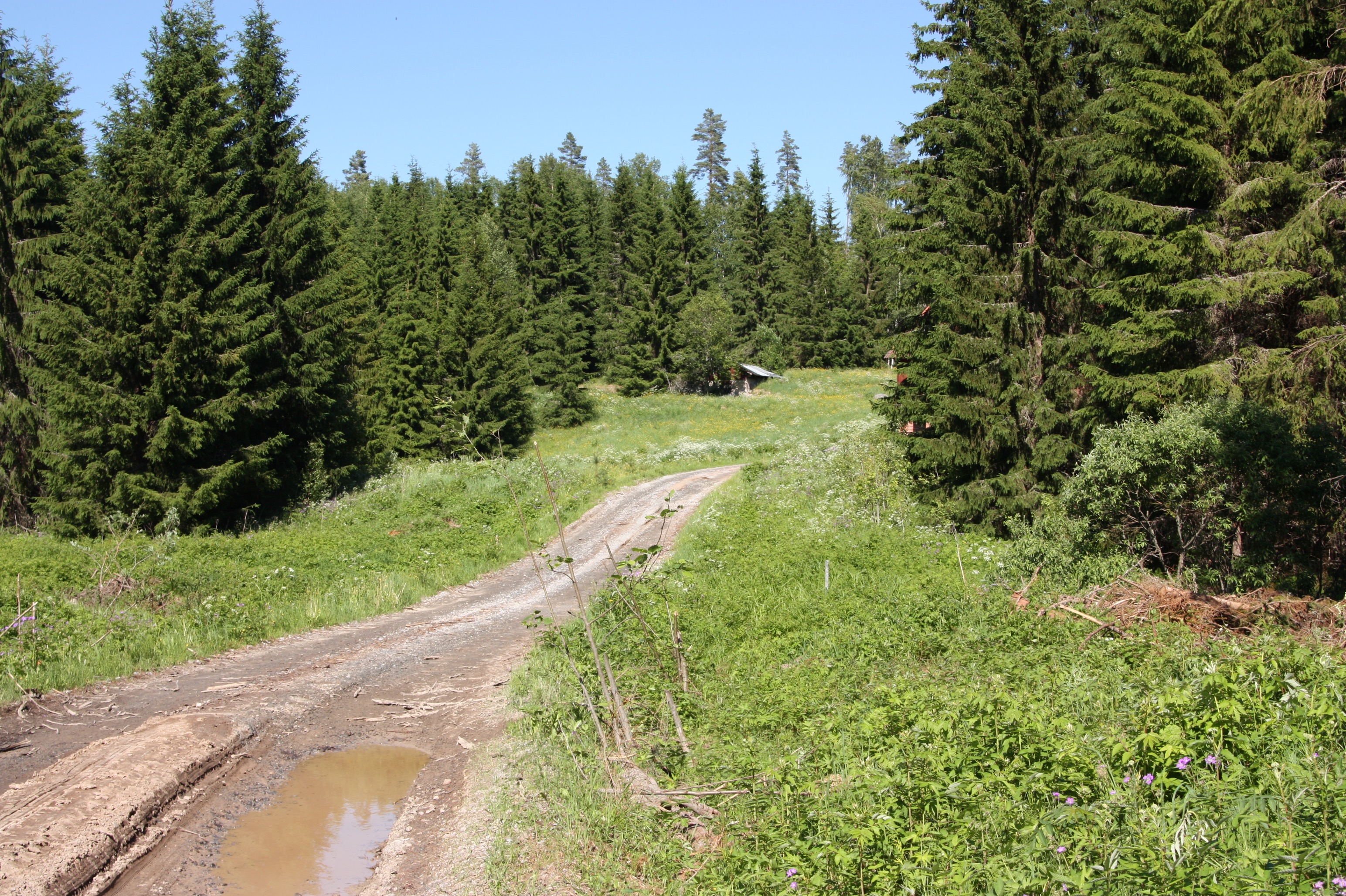 Überland durch den Wald.