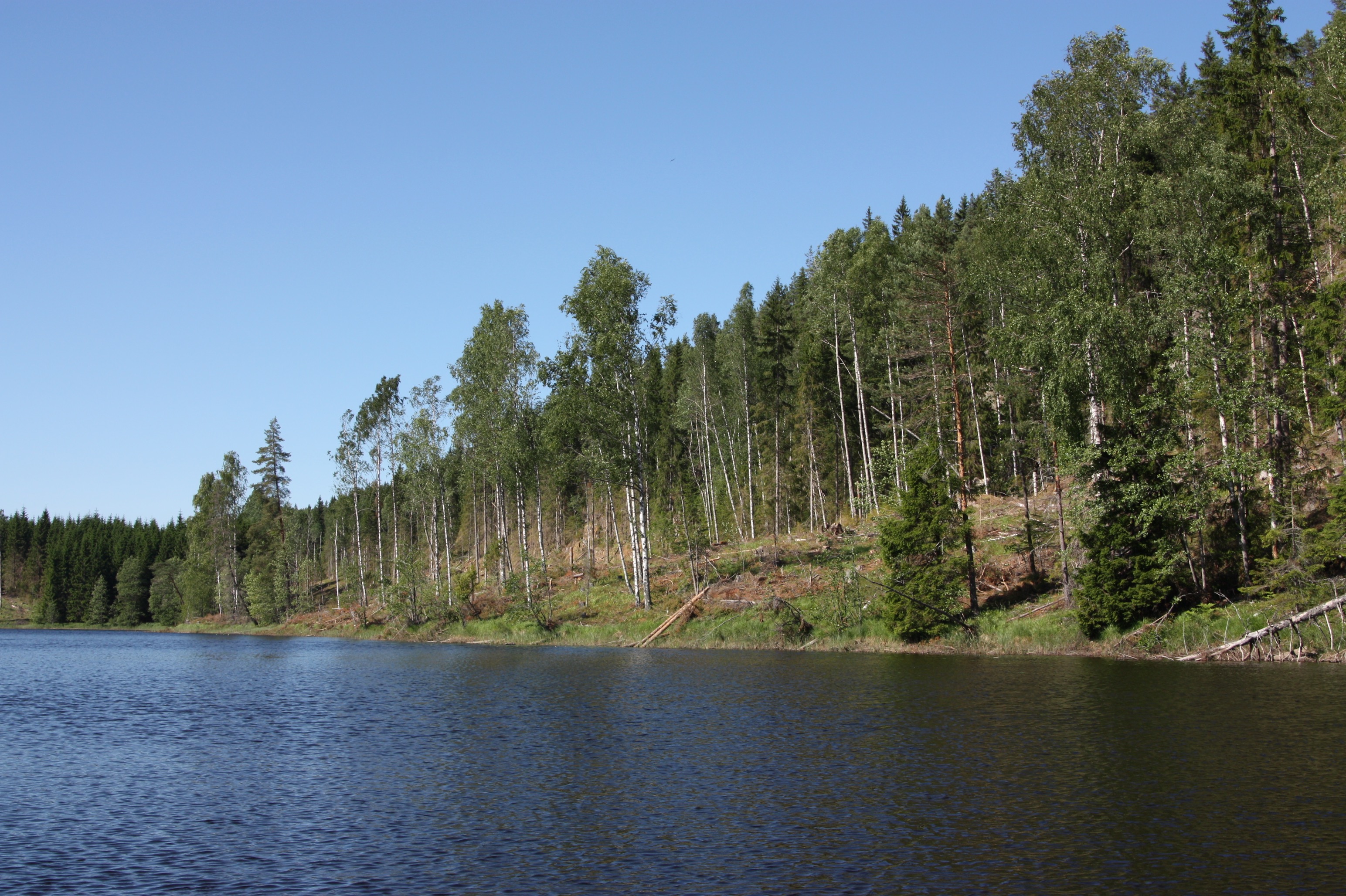 Die Uferlinie mit Sekundärwald.